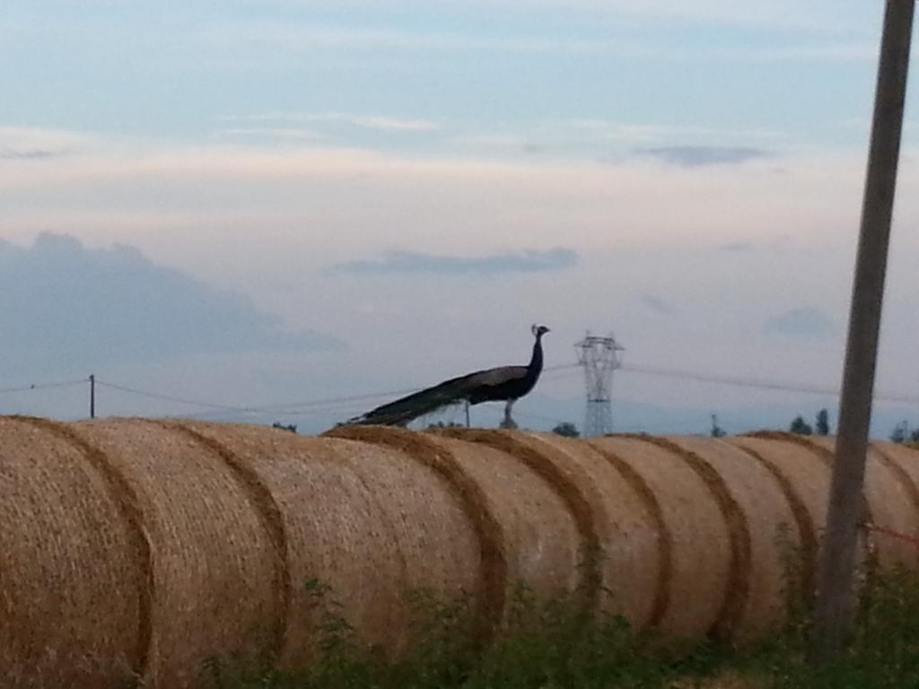 פוטנלאטו Agriturismo La Fattoria Del Boschetto מראה חיצוני תמונה